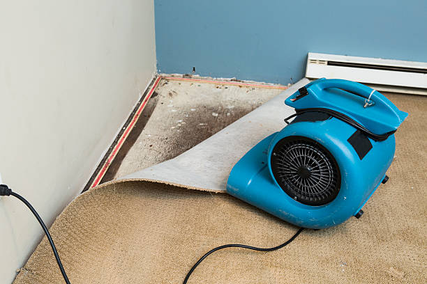 Best Ceiling water damage repair  in New Knoxville, OH